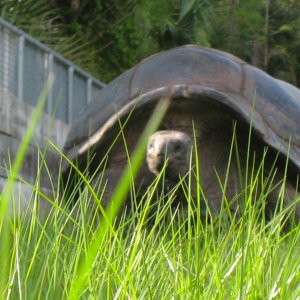 ALDABRA BREEDER