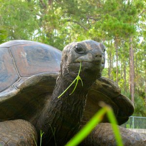 ALDABRA BREEDER