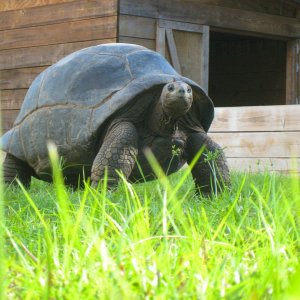 ALDABRA BREEDER