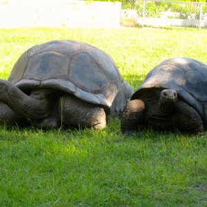 ALDABRA BREEDER