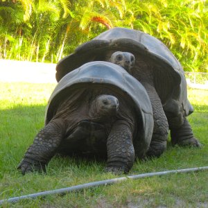 ALDABRA BREEDER
