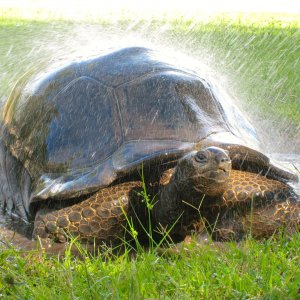 ALDABRA BREEDER