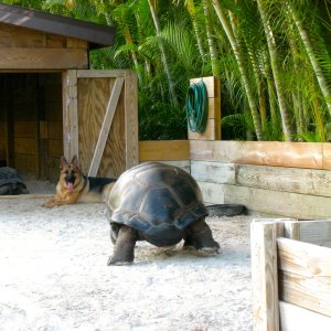 ALDABRA BREEDER