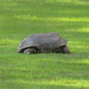 ALDABRA BREEDER