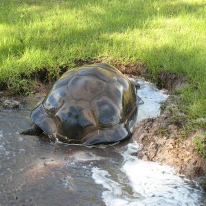 ALDABRA BREEDER