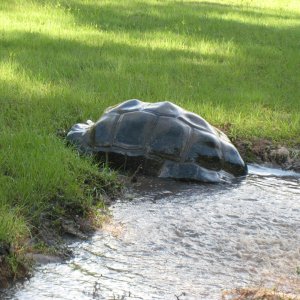 ALDABRA BREEDER