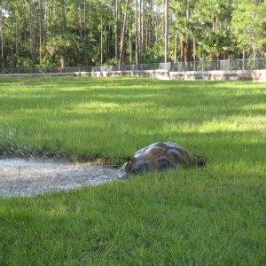 ALDABRA BREEDER