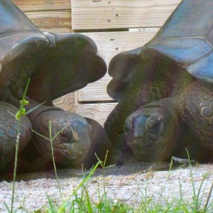 ALDABRA BREEDER