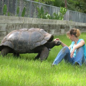 ALDABRA BREEDER