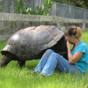 ALDABRA BREEDER