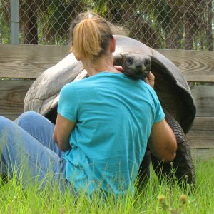 ALDABRA BREEDER