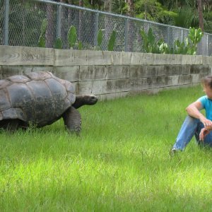 ALDABRA BREEDER