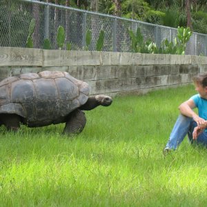 ALDABRA BREEDER