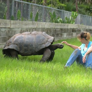 ALDABRA BREEDER