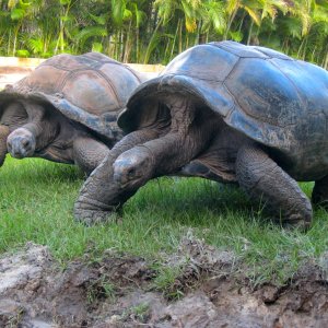 ALDABRA BREEDER