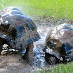 ALDABRA BREEDER