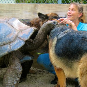 ALDABRA BREEDER