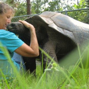 ALDABRA BREEDER