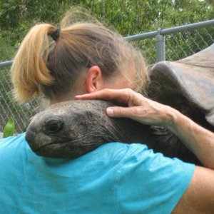 ALDABRA BREEDER