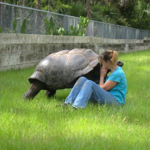 ALDABRA BREEDER