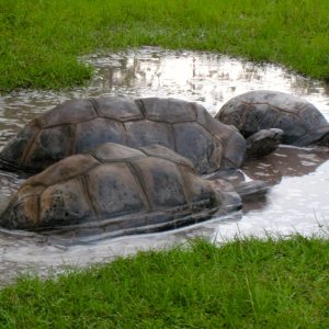 ALDABRA BREEDER