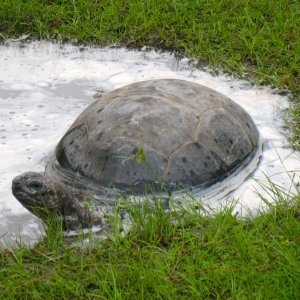 ALDABRA BREEDER