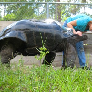 ALDABRA BREEDER