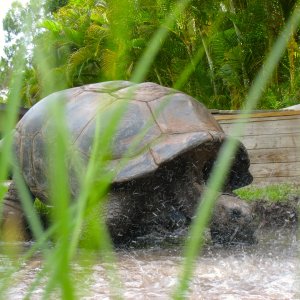 ALDABRA BREEDER