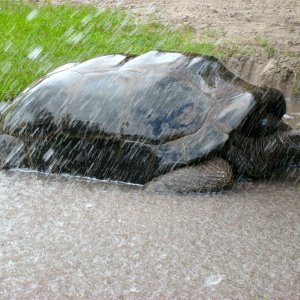 ALDABRA BREEDER