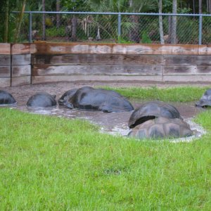 ALDABRA BREEDER