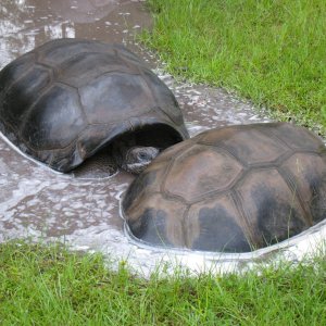 ALDABRA BREEDER