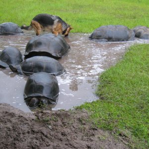 ALDABRA BREEDER