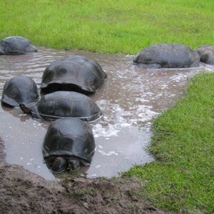 ALDABRA BREEDER