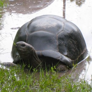 ALDABRA BREEDER