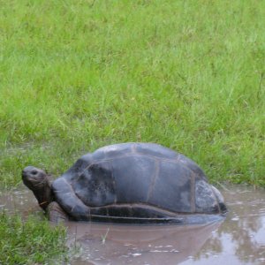 ALDABRA BREEDER