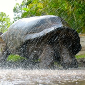 ALDABRA BREEDER