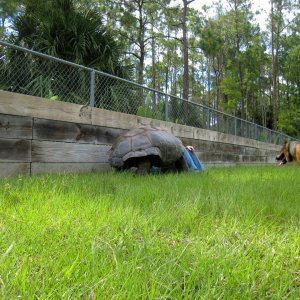 ALDABRA BREEDER