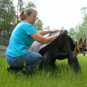 ALDABRA BREEDER