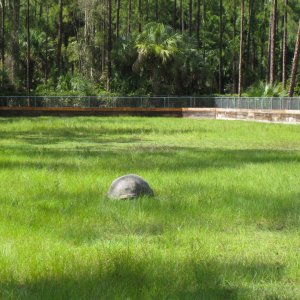ALDABRA BREEDER