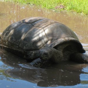 ALDABRA BREEDER