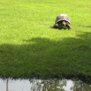 ALDABRA BREEDER
