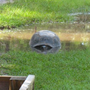 ALDABRA BREEDER
