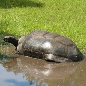 ALDABRA BREEDER