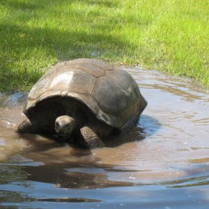 ALDABRA BREEDER