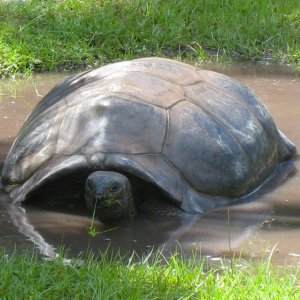 ALDABRA BREEDER