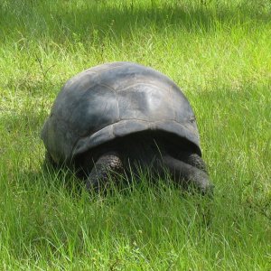 ALDABRA BREEDER