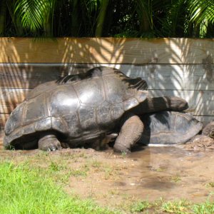 ALDABRA BREEDER