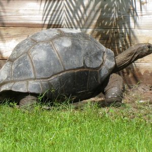 ALDABRA BREEDER