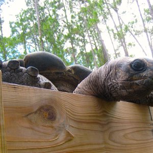 ALDABRA BREEDER