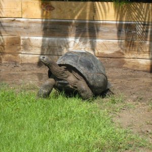 ALDABRA BREEDER
